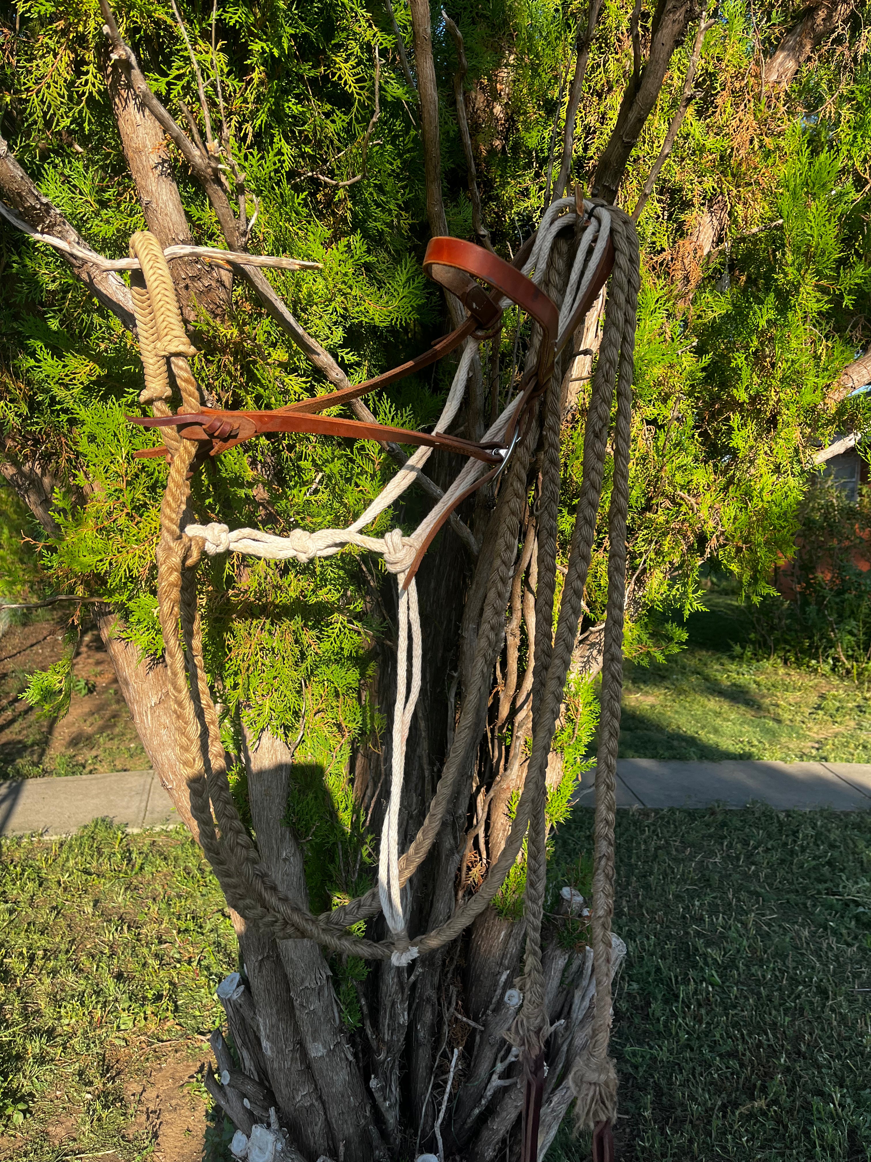 Bridal - Used Grass Hackamore