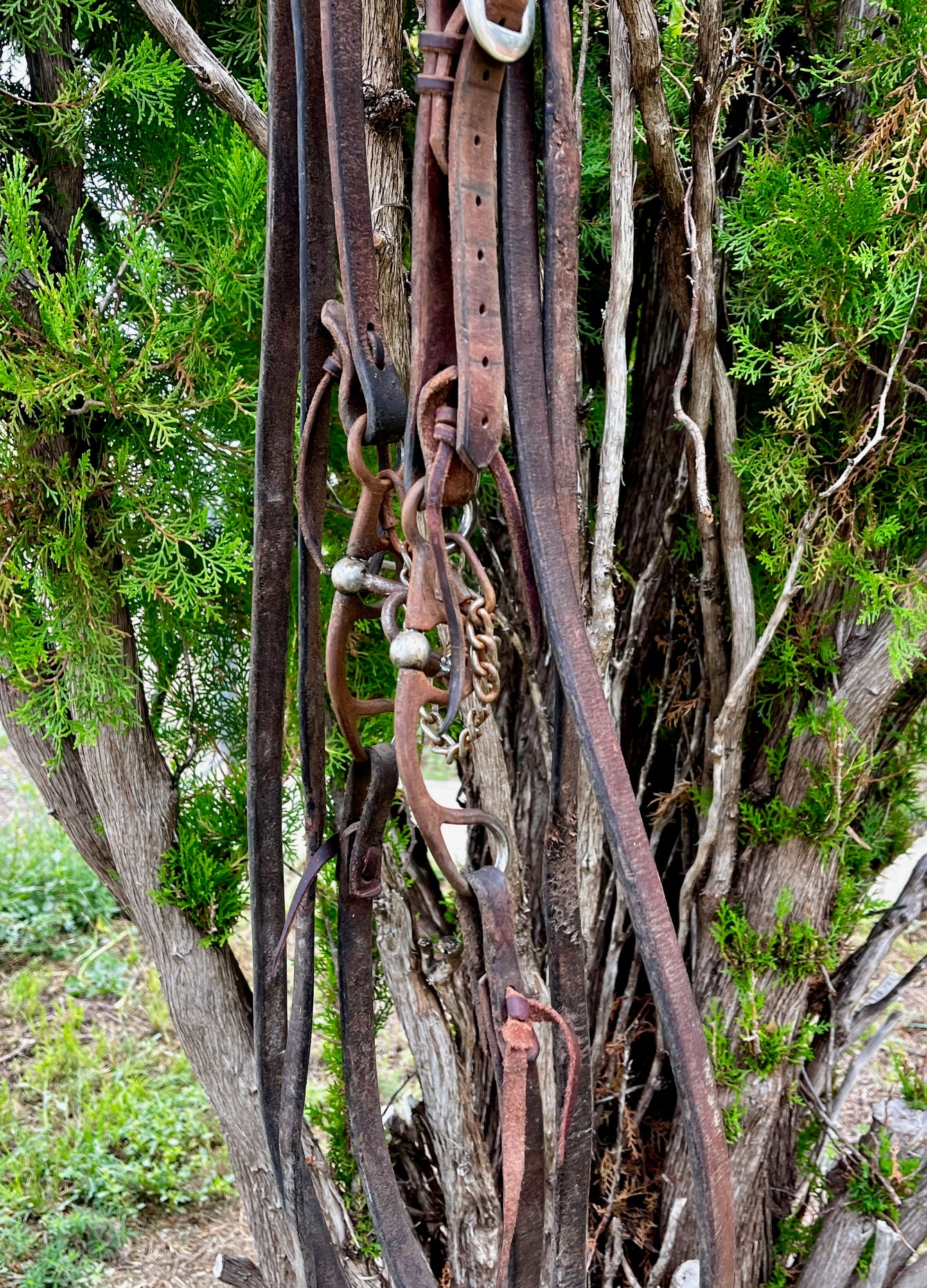 Bridal - Used Kerry Kelley Spoon Rig